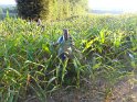 2014-09-15 19-15-56 Retour a travers les mais DLe